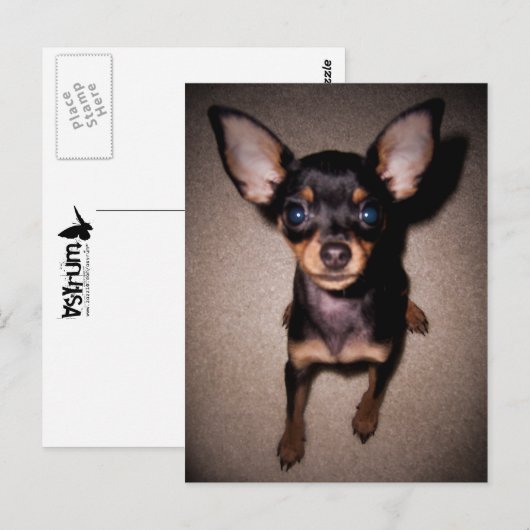 Minipinscher. Postkarte (Vorne/Hinten)