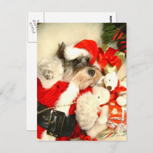 MiniSchnauzer X'mas Postkarte (Vorne/Hinten)