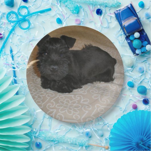 Minischnauzerwelpe Pappteller (Party)