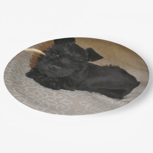 Minischnauzerwelpe Pappteller (Schrägansicht)