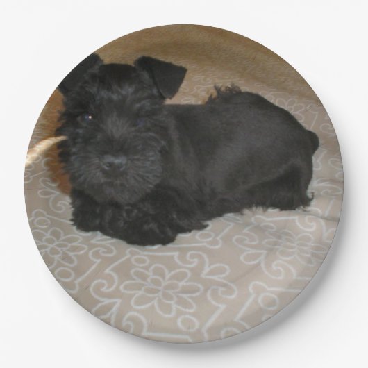 Minischnauzerwelpe Pappteller (Vorderseite)