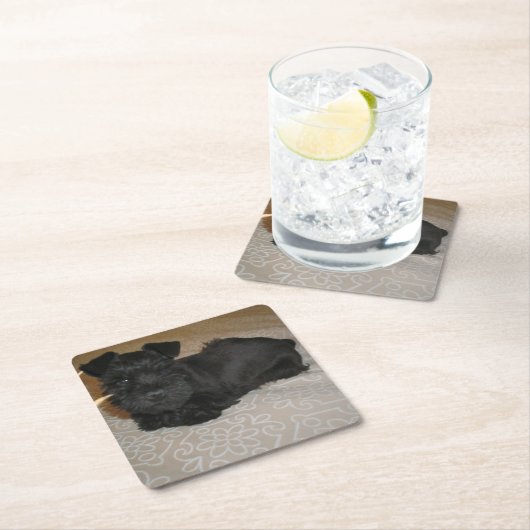 Minischnauzerwelpe Rechteckiger Pappuntersetzer (Vor Ort)