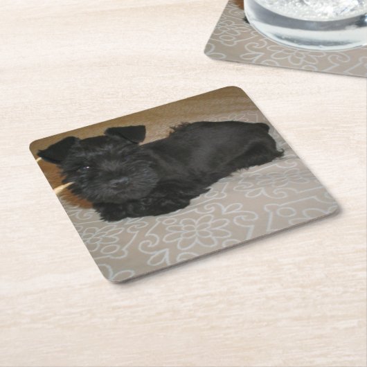 Minischnauzerwelpe Rechteckiger Pappuntersetzer (angewinkelt)