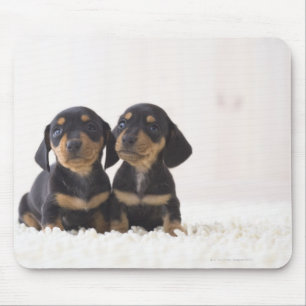 Minisitzen der Dackel-zwei Mousepad
