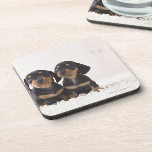 Minisitzen der Dackel-zwei Untersetzer (Linke Seite)