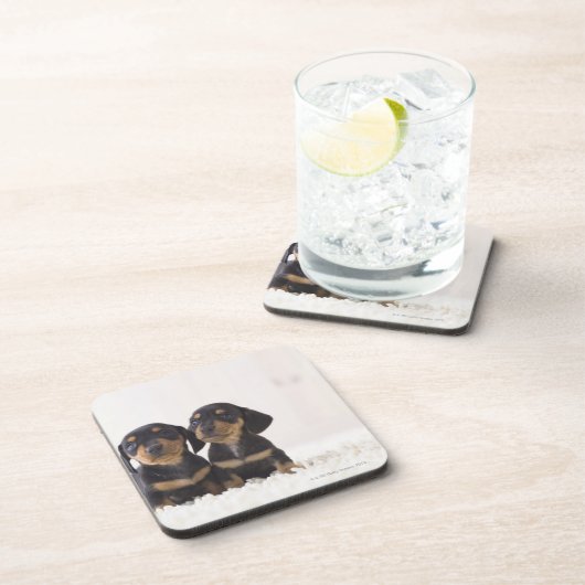 Minisitzen der Dackel-zwei Untersetzer (Rechte Seite)