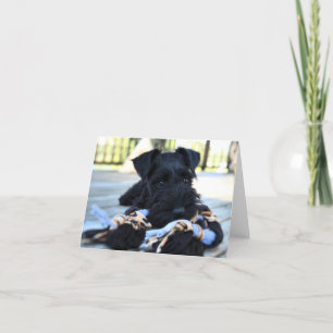 Minitour Schnauzer Note Card #5 - leer Karte
