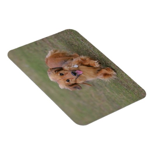 Miniture-Dackel läuft Magnet (Rechte Seite)