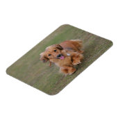 Miniture-Dackel läuft Magnet (Linke Seite)