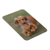 Miniture-Dackel läuft Magnet (Rechte Seite)