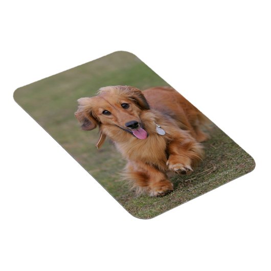 Miniture-Dackel läuft Magnet (Rechte Seite)