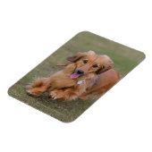 Miniture-Dackel läuft Magnet (Linke Seite)