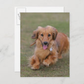 Miniture-Dackel läuft Postkarte (Vorne/Hinten)