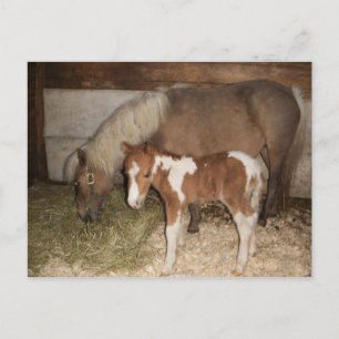 Miniture Pony and Baby Postkarte