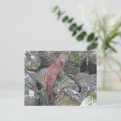 Mink-Bild Postkarte (Stehend Vorderseite)
