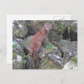 Mink-Bild Postkarte (Vorne/Hinten)