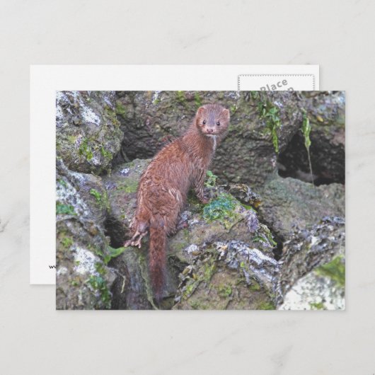 Mink-Bild Postkarte (Vorne/Hinten)