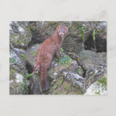 Mink-Bild Postkarte (Vorderseite)