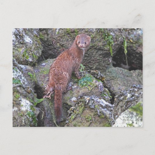 Mink-Bild Postkarte (Vorderseite)