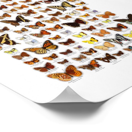Minnesota Butterflies Poster (Ecke)