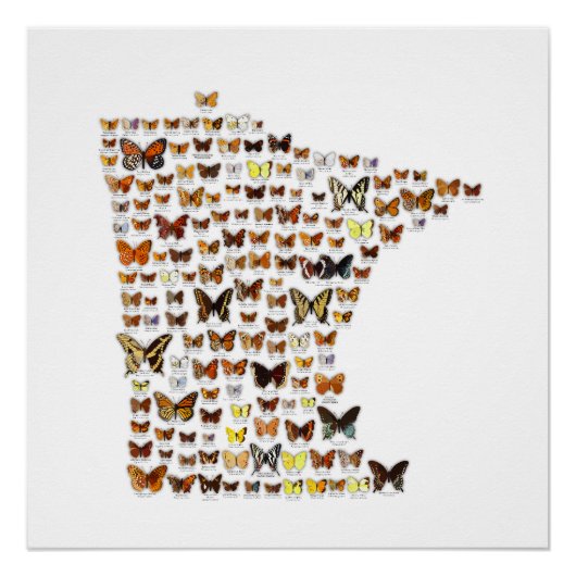 Minnesota Butterflies Poster (Vorderseite)