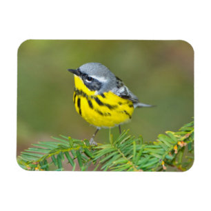 Minnesota, Mendota Heights, Magnolienwaldsänger Magnet