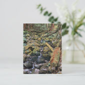 Minnesota-Steinbachlauf aus dem Wald Postkarte (Stehend Vorderseite)