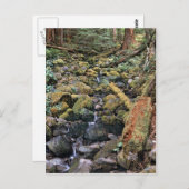 Minnesota-Steinbachlauf aus dem Wald Postkarte (Vorne/Hinten)
