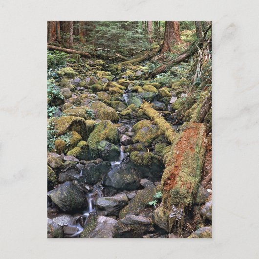 Minnesota-Steinbachlauf aus dem Wald Postkarte (Vorderseite)