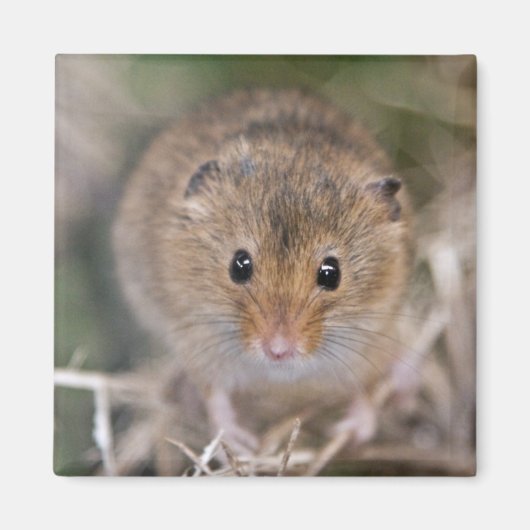 Minnie Magnet (Vorne)