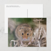 Minnie Postcard Postkarte (Vorne/Hinten)