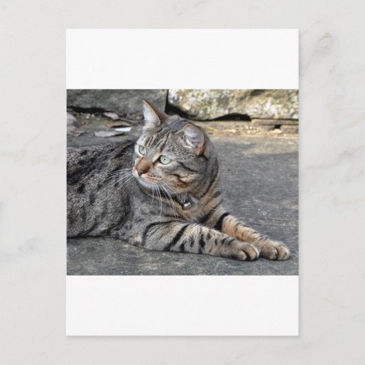 Minnie the Minx Postkarte (Vorderseite)