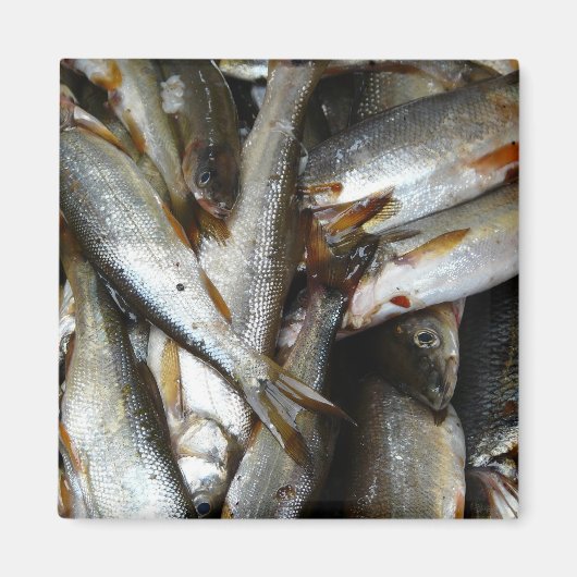 Minnow Fish Northern Pike Magnet (Vorne)