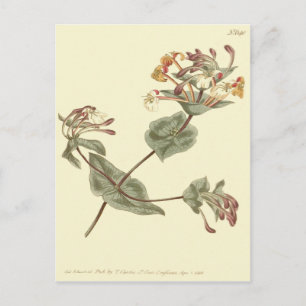 Minorca Geißblatt Gelbe Illustration Postkarte