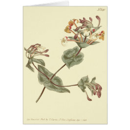 Minorca Honeysuckle Yellow Illustration