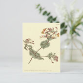 Minorca Honeysuckle Yellow Illustration Postkarte (Stehend Vorderseite)