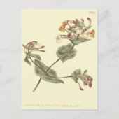 Minorca Honeysuckle Yellow Illustration Postkarte (Vorderseite)