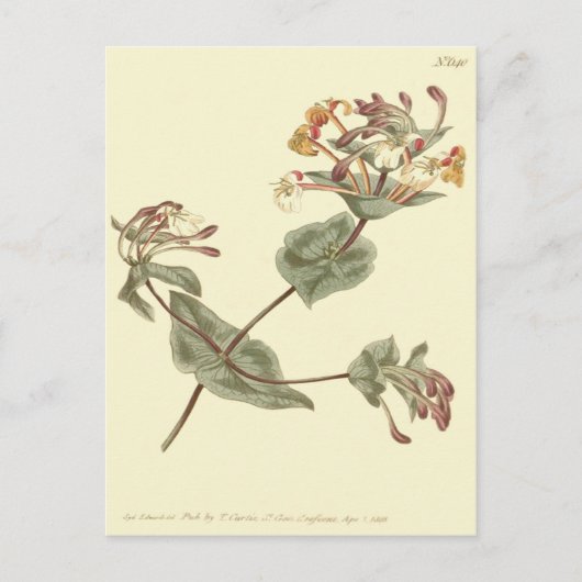 Minorca Honeysuckle Yellow Illustration Postkarte (Vorderseite)