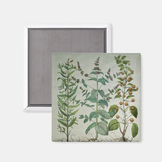 Minte: Mentha crispa Magnet (Vorderseite/Rückseite)