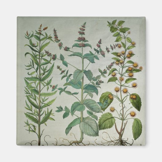 Minte: Mentha crispa Magnet (Vorne)