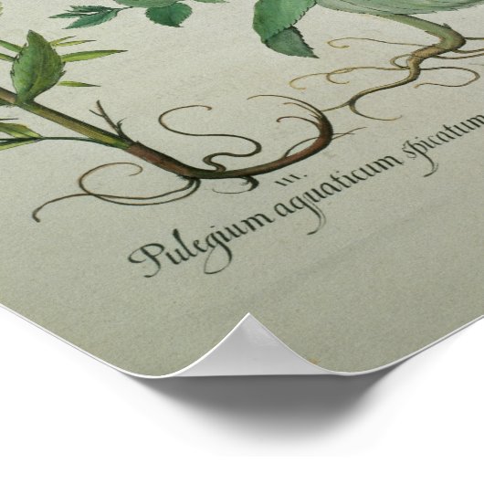 Minte: Mentha crispa Poster (Ecke)