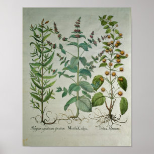 Minte: Mentha crispa Poster