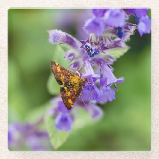 Mintmoth Glasuntersetzer (Vorderseite)
