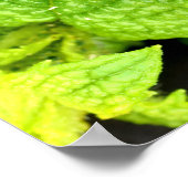 Minzblattposter Poster (Ecke)