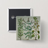 Minze: Mentha crispa Button (Vorne & Hinten)