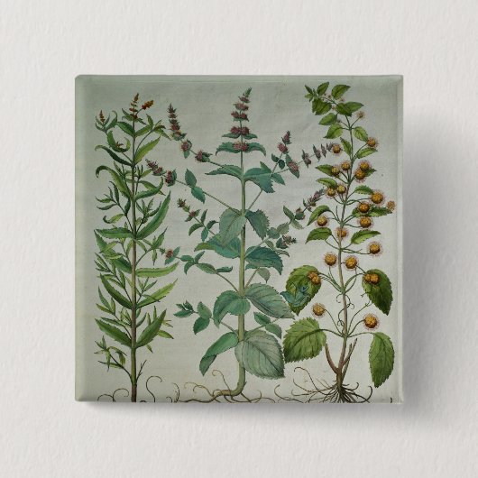 Minze: Mentha crispa Button (Vorderseite)