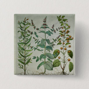 Minze: Mentha crispa Button