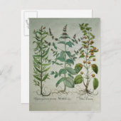 Minze: Mentha crispa Postkarte (Vorne/Hinten)