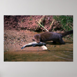 Minze mit kleinen Fischen Poster