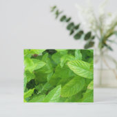 Minze Postkarte (Stehend Vorderseite)